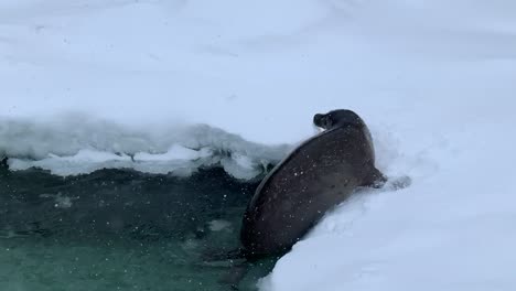 León-Marino-En-El-Zoológico-De-Asahiyama,-Hokkaido,-Japón