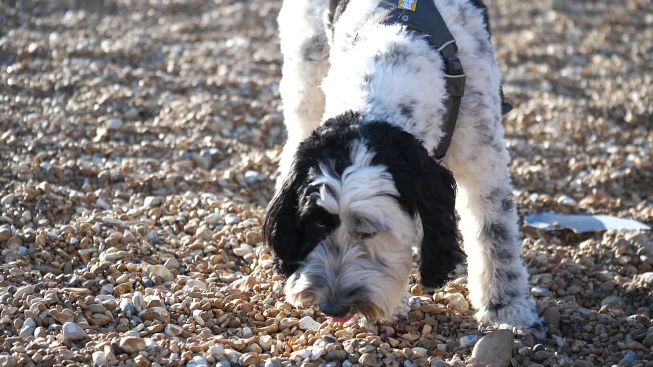 영국의 조약돌 해변에 있는 사랑스러운 래브라두들 개는 땅을 스니핑하고 위를 올려다본다