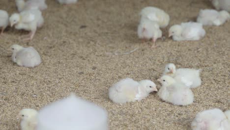 there are baby chickens in the poultry farm.