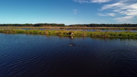 fish feeding and jumping in charleston, south carolina