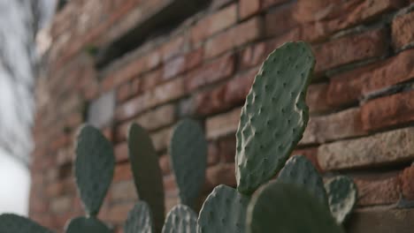 Cactus-Contra-La-Pared-De-Ladrillo-Rústico