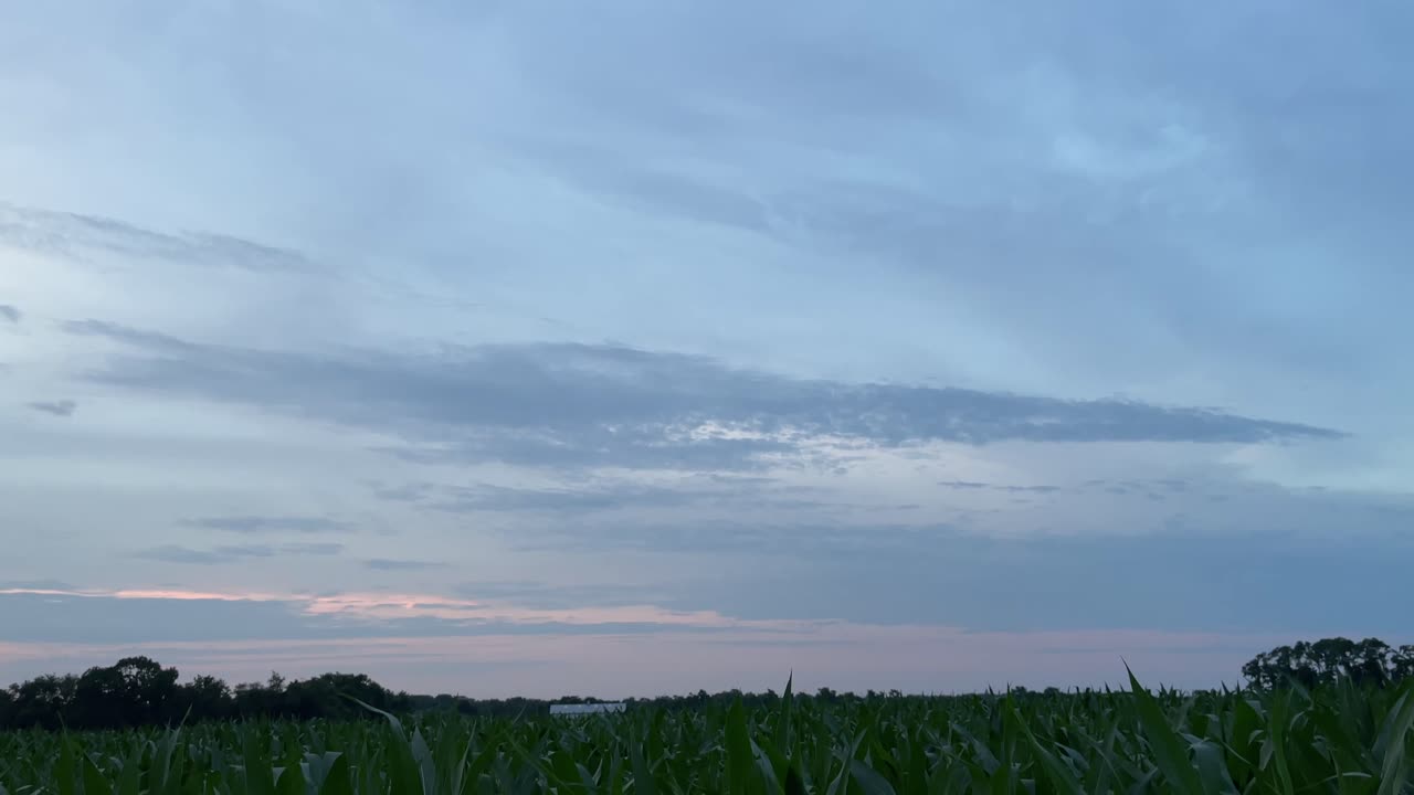 일출-2 동안 옥수수밭의 시야를 위로 기울입니다.