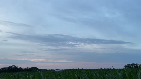 Incline-Hacia-Arriba-La-Vista-De-Un-Campo-De-Maíz-Durante-El-Amanecer-2