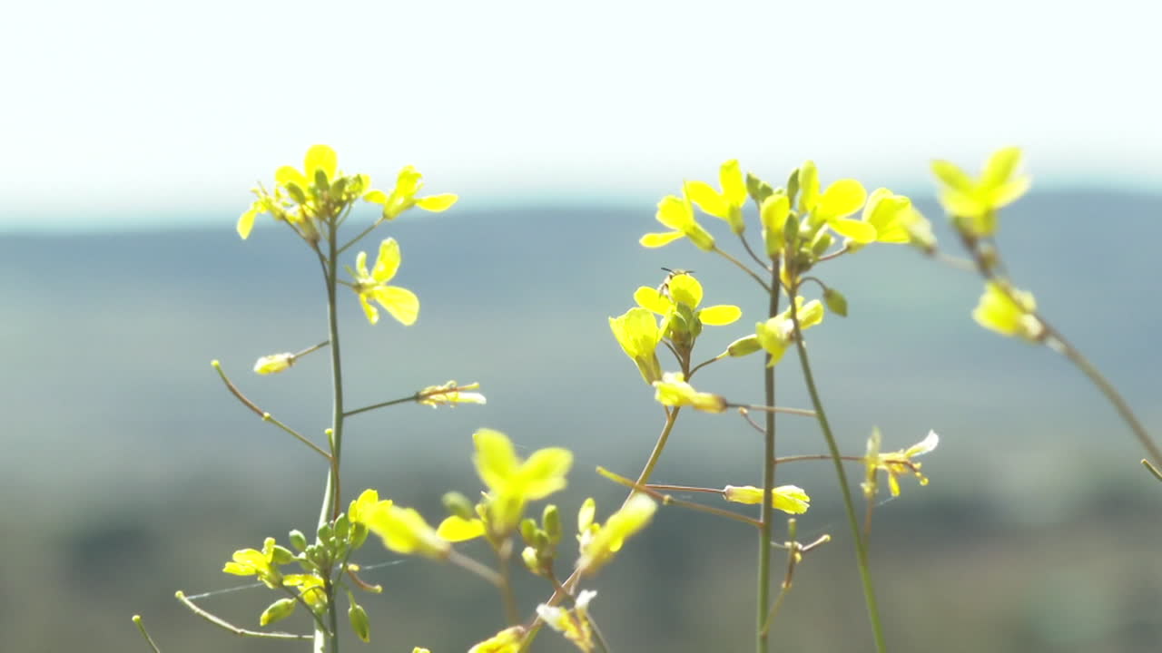 Yellow Flowers with Bee