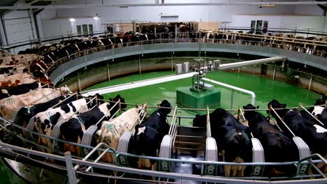 milking cows by automatic industrial milking rotary system in modern diary farm