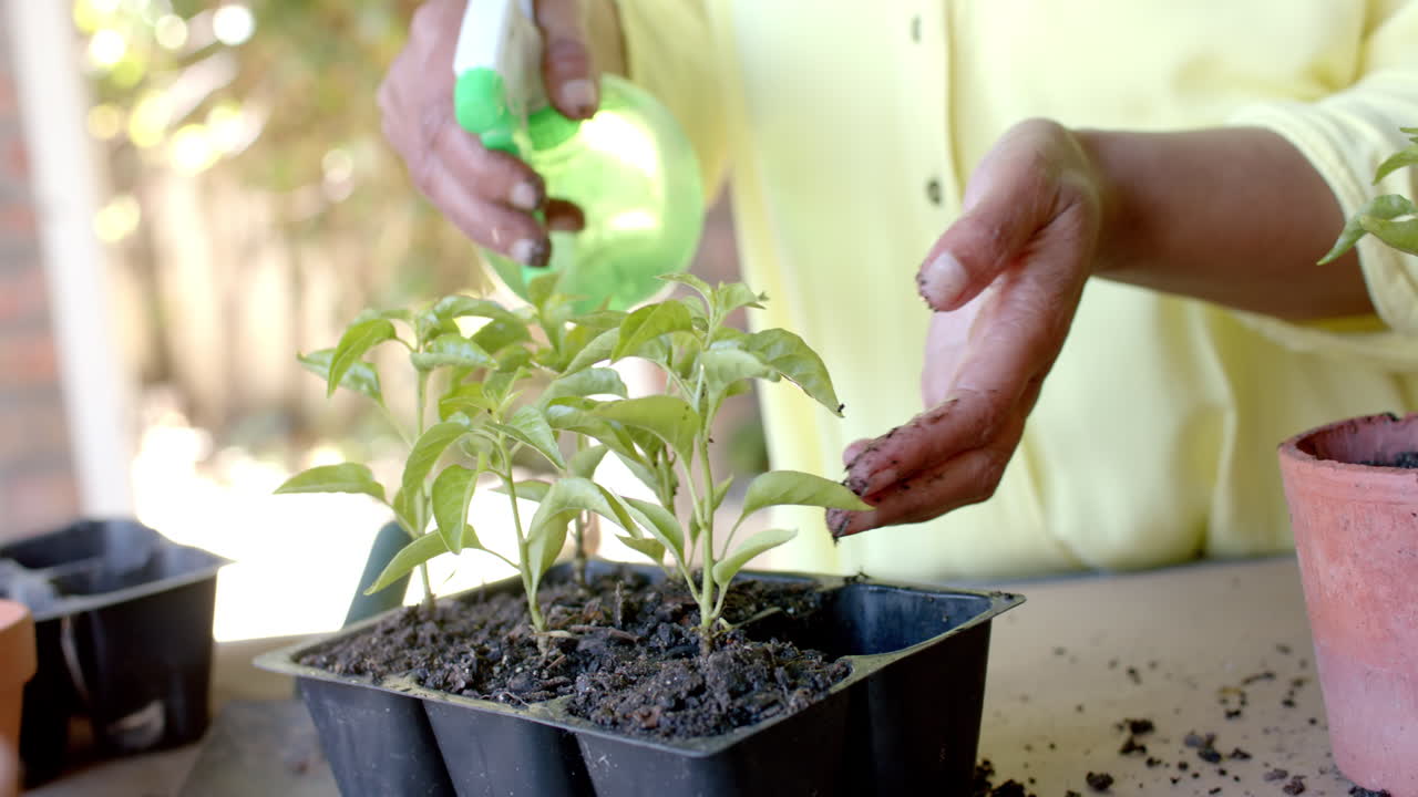 una mujer biracial está regando plantas en macetas en el jardín en casa, en cámara lenta.