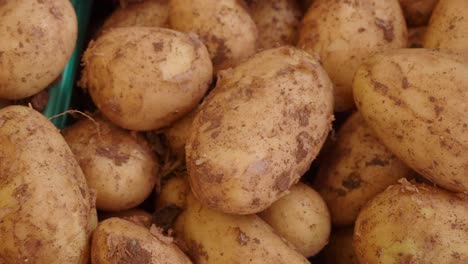 close-up of freshly harvested potatoes