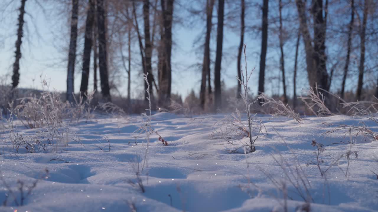 Vinterudsigt i lav vinkel over snedækket jord med sart frostbelagt græs og en række nøgne træer i baggrunden.