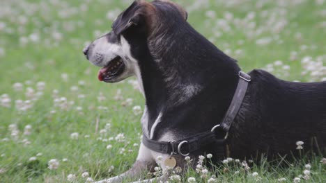 a happy dog relaxes in the sun on a hot summer's day