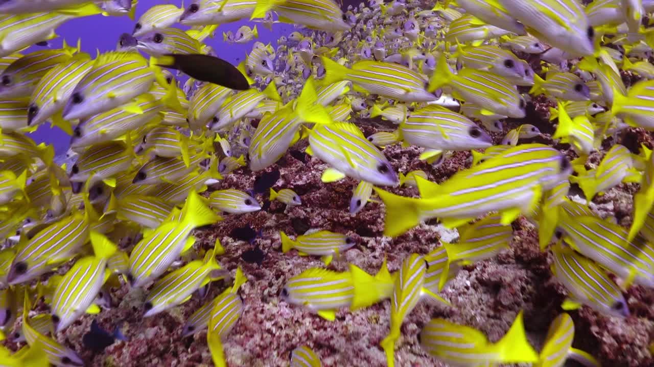 escuela de pargo bluestripe común nadando en arrecifes de coral en el océano tropical