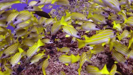 school of common bluestripe snapper swimming on coral reef in tropical ocean