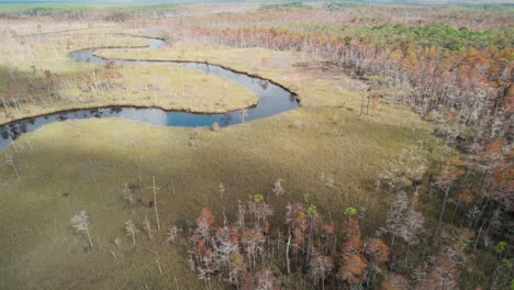 aerial reveal of dense florida marshland, then revealing long winding river and thick forest