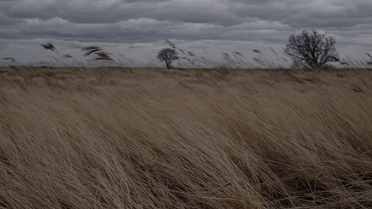 A cinematic video scene captures a vast, windswept field with a low-angle view