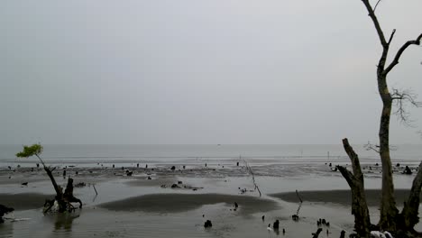 Bare-mangrove-tree-roots-at-low-tide-on-Kuakata-sea-beach,-Indian-Ocean