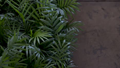 beautiful coconut foliage for garden that moves with the breeze