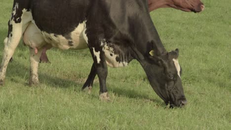 vaca frisia y vaca marrón pastando en un campo