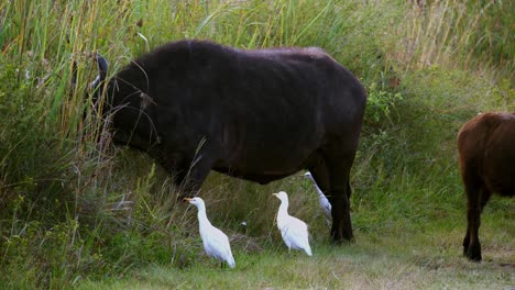 toma estática de un búfalo comiendo hierba larga con garcetas paradas al lado