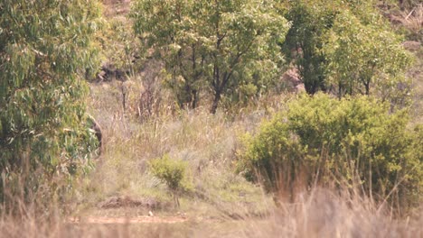 Größere-Kudu-Antilope,-Die-In-Der-Afrikanischen-Savanne-Hinter-Dem-Busch-Spazieren-Geht