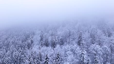 aerial slow fly over a moody winter forest covered in snow entering thick cloud 4k