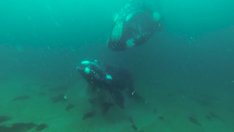 Ballenas-Madre-Y-Cría-En-Aguas-Claras-Y-Poco-Profundas-Tiro-Bajo-El-Agua-A-Cámara-Lenta