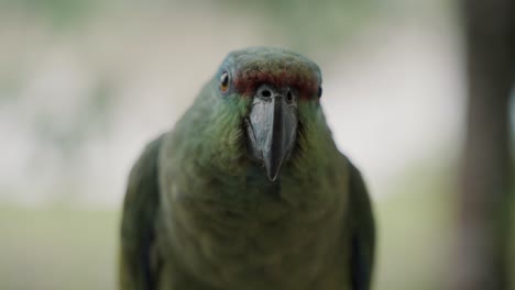 Isoliertes-Porträt-Des-Festlichen-Amazonas,-Der-Zusammengesetzten-Teebeutel-Füttert