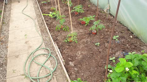 Close-up-of-strawberry-plants-growing-in-greenhouse-gardening-polytunnel-with-other-vegetables-and-wheelbarrow