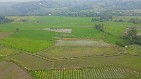 Aerial-view-of-plantation-on-the-village-of-Indonesia