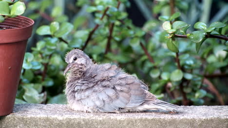 Newborn-Laughing-dove-preening-feathers-and-lying-down-for-a-rest,-profile-shot