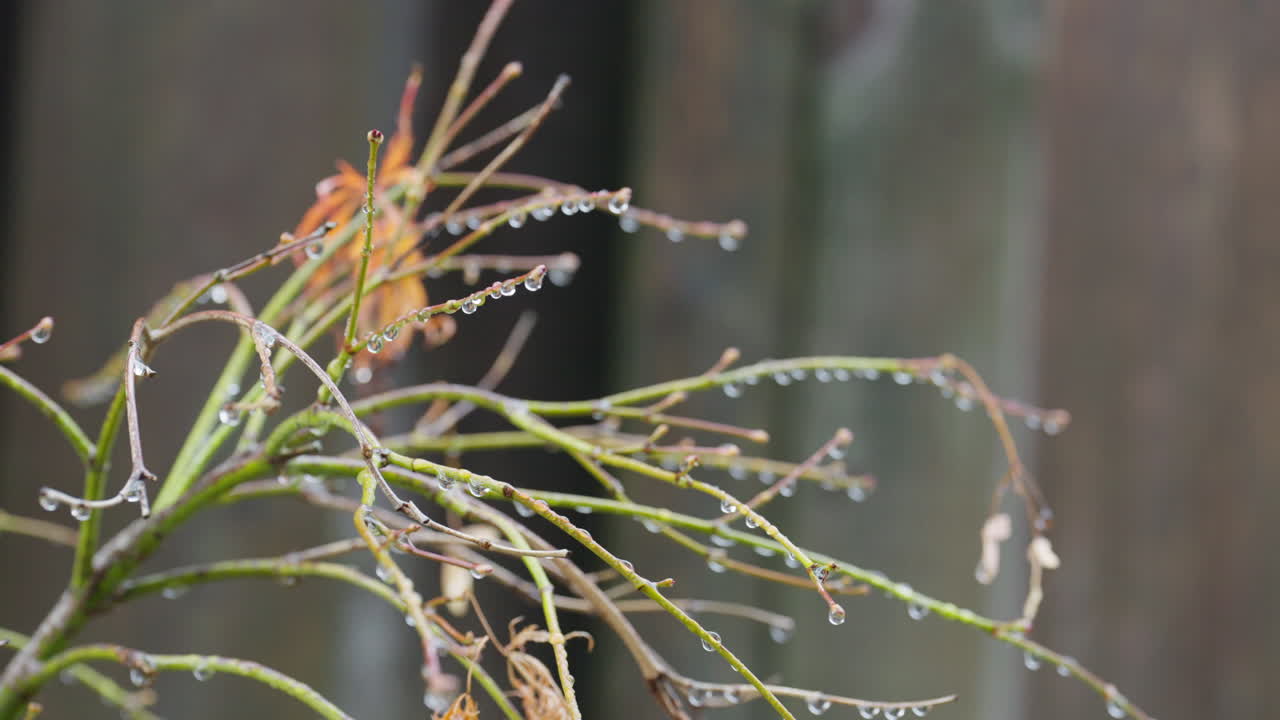 Raindrops on bare plant branches create a serene autumn scene outdoors