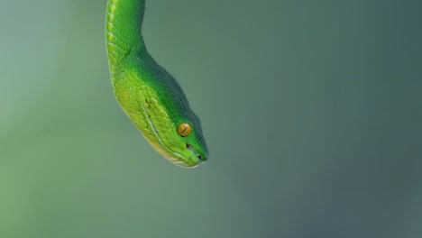 La-Víbora-De-Labios-Blancos-Es-Una-Víbora-Venenosa-Endémica-Del-Sudeste-Asiático-Y-A-Menudo-Se-Encuentra-Durante-La-Noche-Esperando-En-Una-Rama-O-Rama-De-Un-árbol-Cerca-De-Un-Cuerpo-De-Agua-Con-Muchos-Alimentos