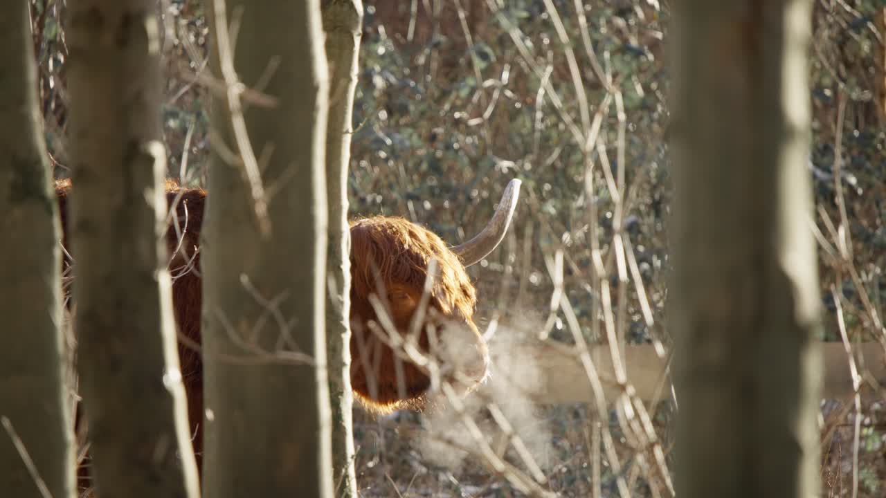 굴곡 된  을 가진 고지대 소 가 숲 에 서서 증기를 어 내고 있다