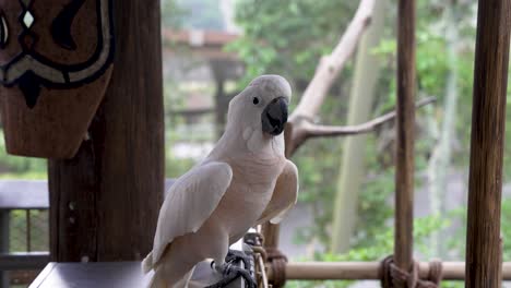 Cacatúa-De-Cresta-De-Salmón-Posada-Sobre-Una-Barandilla-Dando-La-Vuelta-En-El-Zoológico-Bird-Paradise-En-Singapur