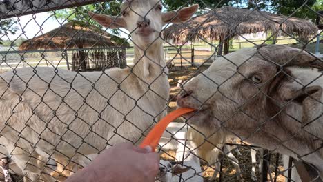 goat being fed a carrot through a fence.