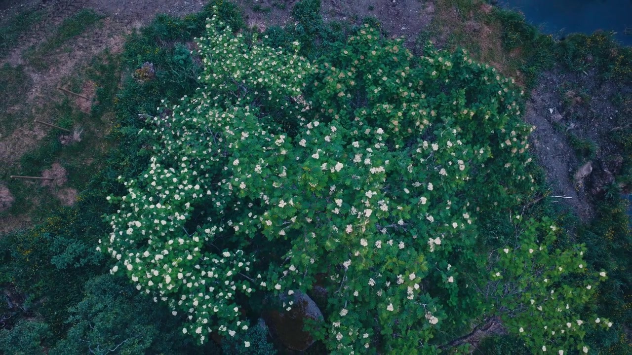 Vista dall'alto di un albero verde denso coperto di fiori in piena fioritura in un paesaggio naturale all'aperto. Ripresa aerea ascendente