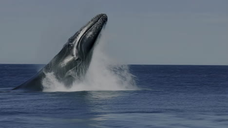 humpback whale jumping