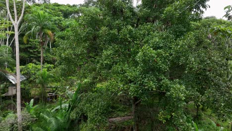 Haus-Tropischer-Dschungel-Im-Amazonas,-Südamerika