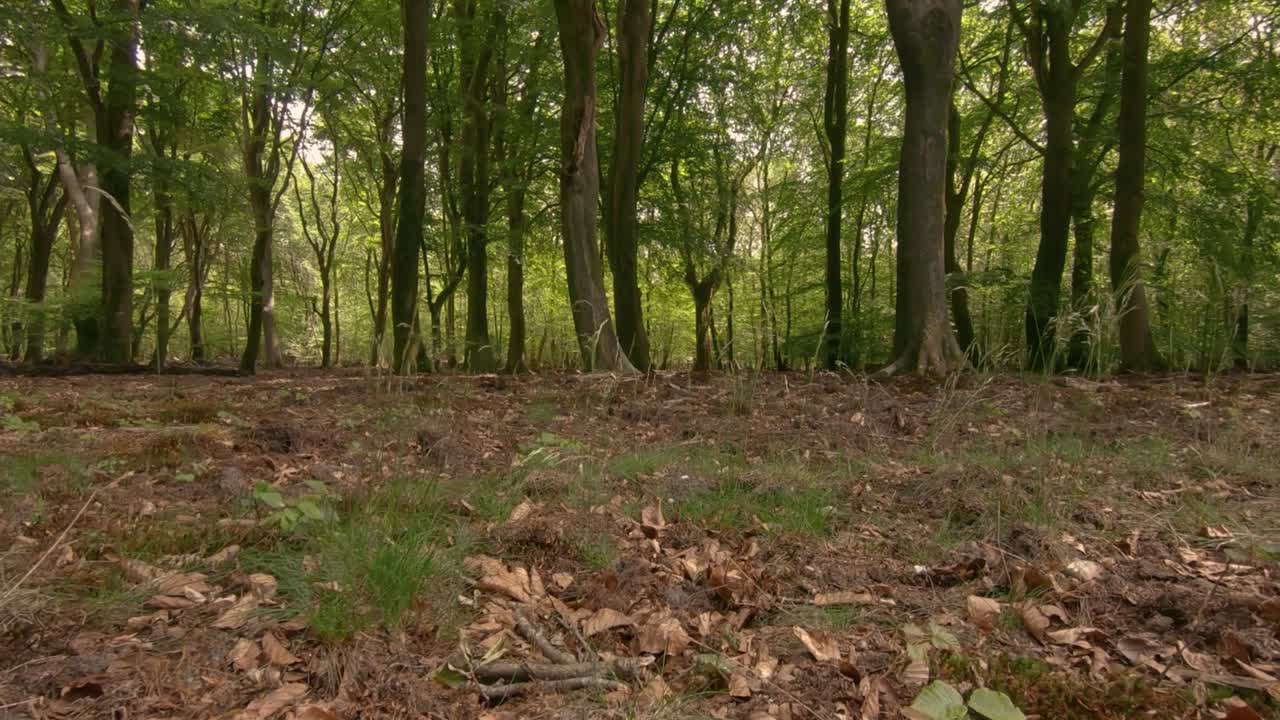 Door het gras in het bos. Voorwaartse beweging.