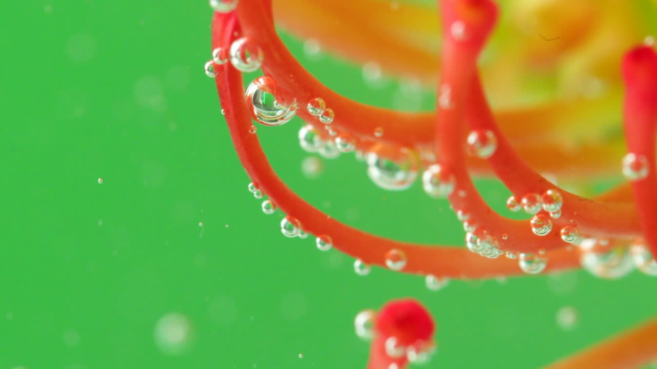 pétalos de flores coloridas con burbujas en el agua