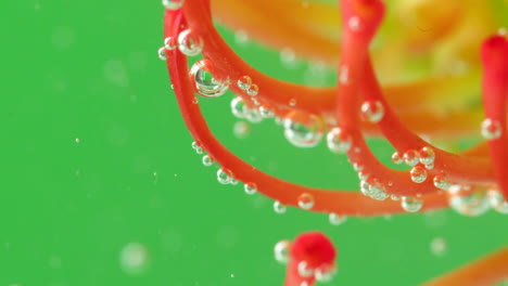 colorful flower petals with bubbles in water