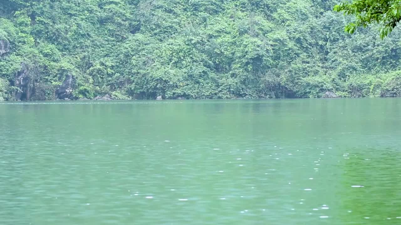 A serene view of tranquil waters bordered by dense, vibrant forest greenery.