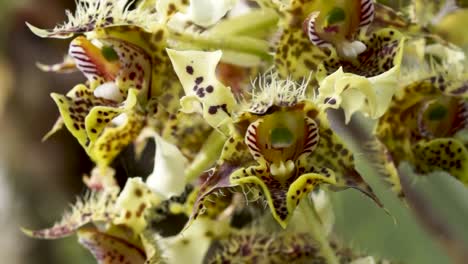 close up yellow spotted orchid bunch moves with breeze, dendrobium polysema