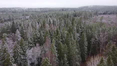 slow cinematic drone footage of a tree tops