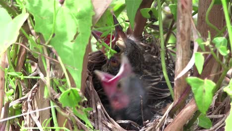 Vogelbabys-In-Einem-Nest-öffnen-Ihren-Mund-Für-Nahrung