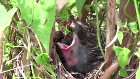 los pájaros bebés en un nido abren la boca para comer