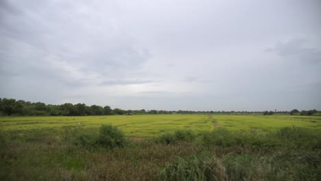 Rice-field-in-Thailand-shot-from-a-moving-train