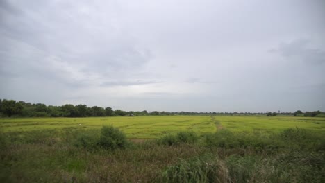 rice field in thailand shot from a moving train