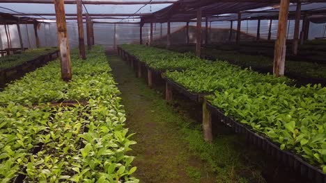 POV-Tour-Durch-Die-Baumschule,-In-Der-Yerba-Mate-Setzlinge-Gezüchtet-Werden