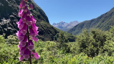 beautiful foxglove flowers with a view of fiordland mountains in new zealand