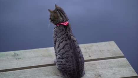 tabby cat sits and looks around on wooden pier on the background of a pond