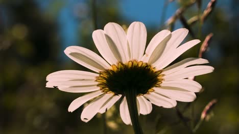 backlit daisy flower